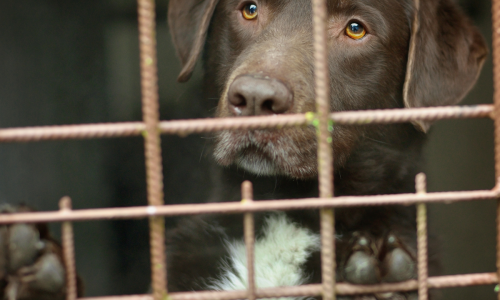 Honnys s'engage pour le bien-être animal
