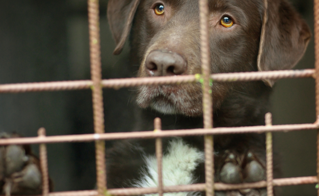 Honnys s'engage pour le bien-être animal