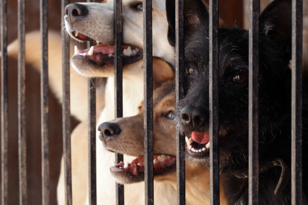 Ne les oubliez pas, ils ont besoin de vous !